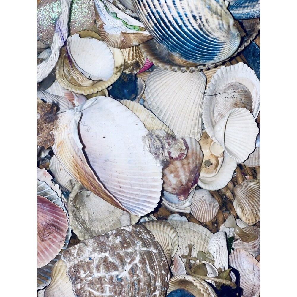 Gift Bag Of Beautiful Seashells Sourced From Coastal SE Georgia And NE Florida - Picture 14 of 16